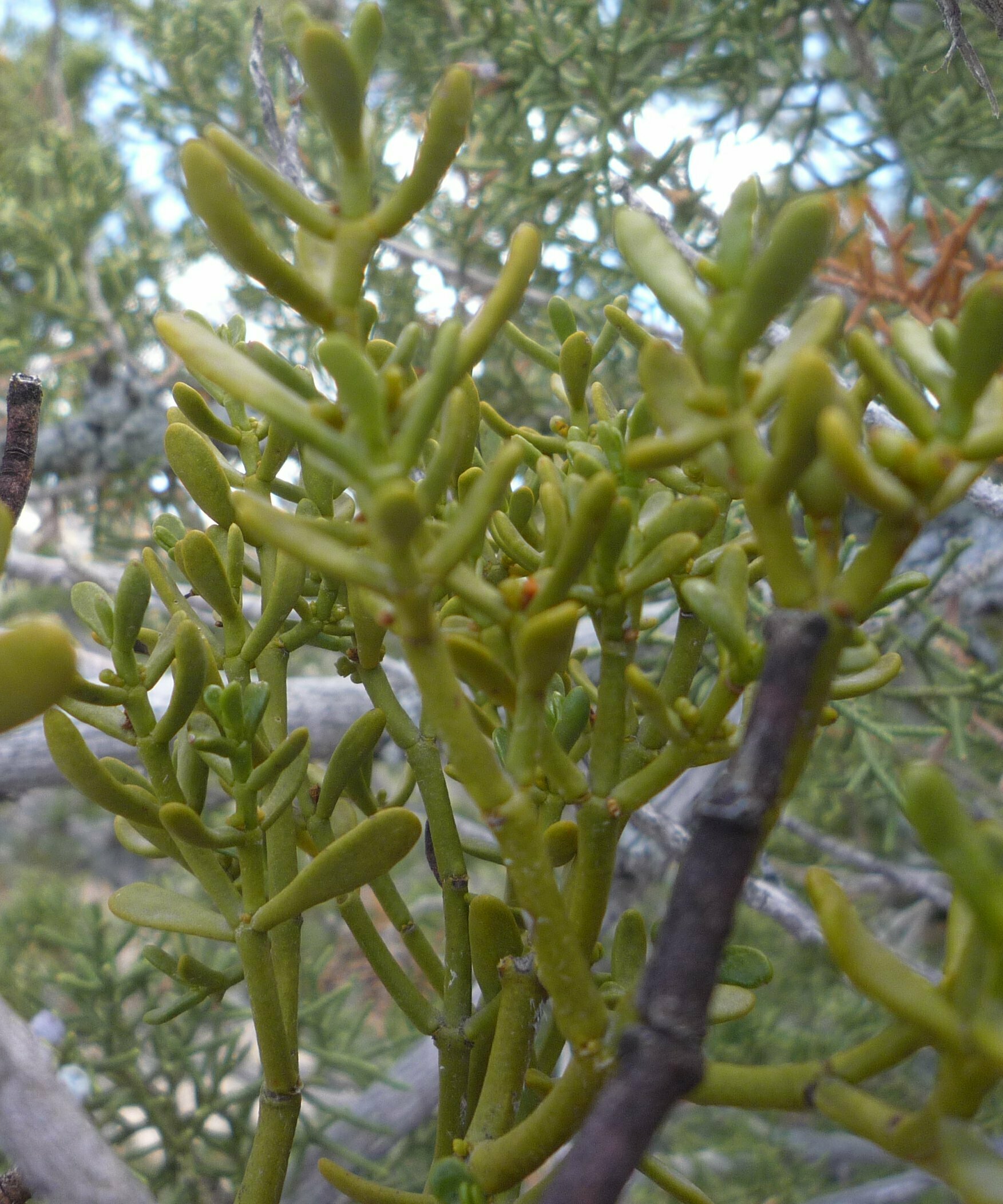 High Resolution Phoradendron juniperinum Leaf